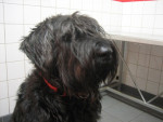 Buda,riesenschnautzer is voor zijn ras een beer met 55 kg !